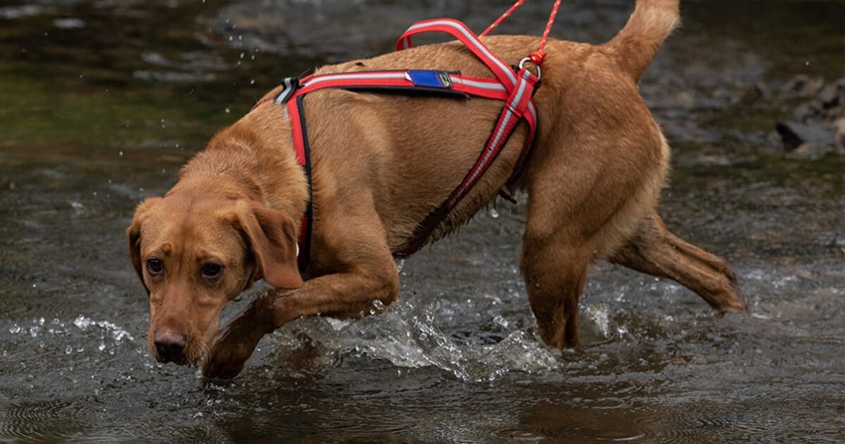Comment débuter le canicross avec son ami canin ? 4 Harnais de canicross, bien choisir