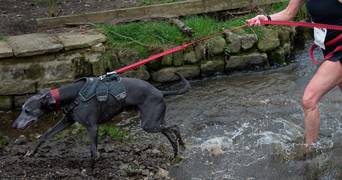 Comment débuter le canicross avec son ami canin ? 3 laisse de canicross