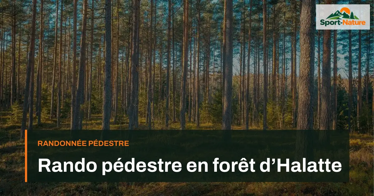 Rando pédestre en forêt d’Halatte